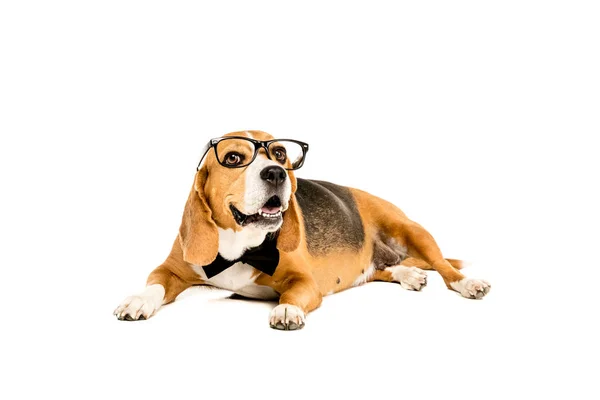 Beagle in eyeglasses and bow tie — Stock Photo