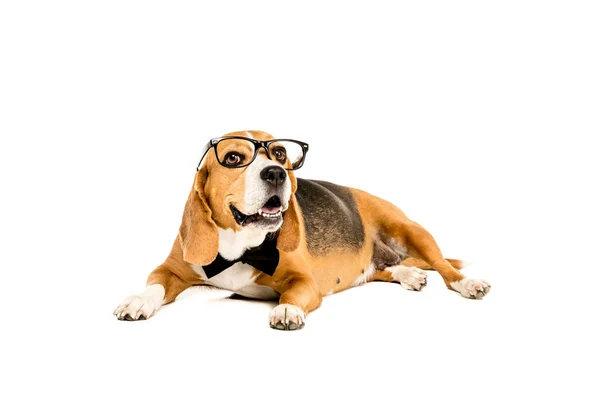 Beagle en gafas y pajarita - foto de stock