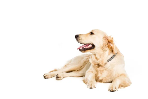 Golden retriever perro - foto de stock