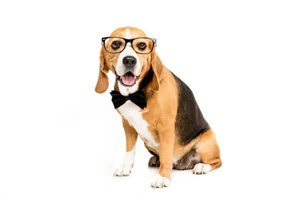 Dog in eyeglasses and bow tie — Stock Photo