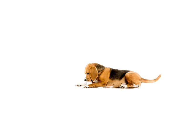 Hund spielt mit Ball — Stockfoto