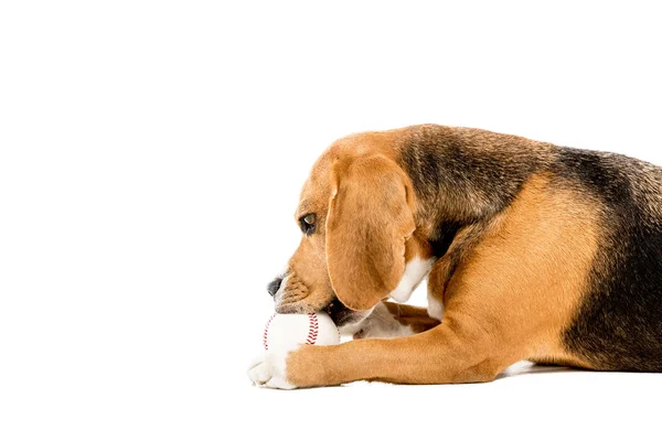 Perro jugando con pelota - foto de stock