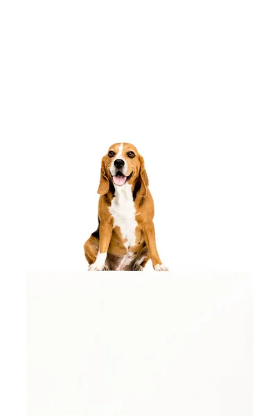 Hund mit leerem Rohling — Stockfoto