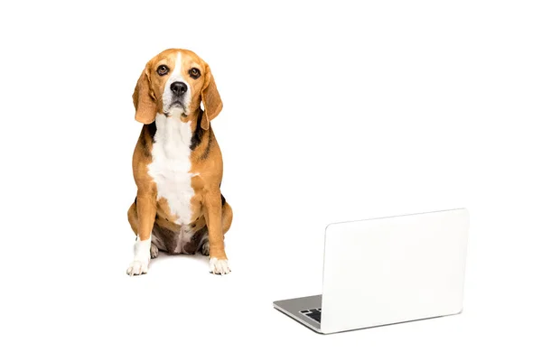 Beagle dog with laptop — Stock Photo