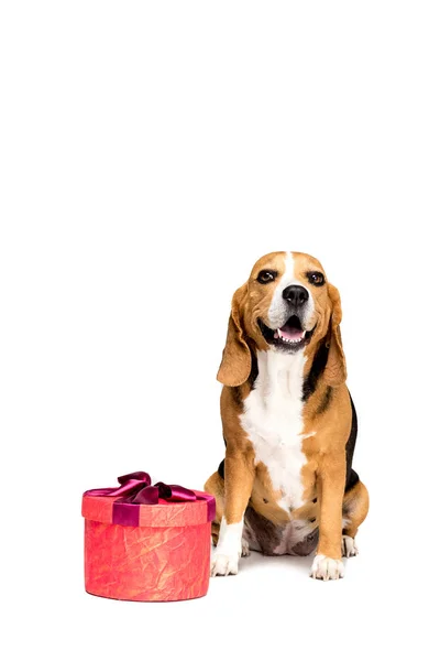 Dog with present box — Stock Photo