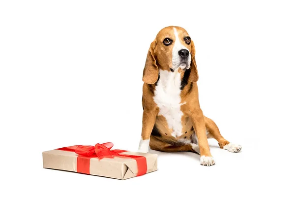 Dog with present box — Stock Photo