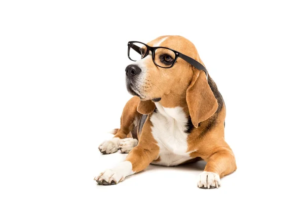 Perro beagle en gafas graduadas - foto de stock