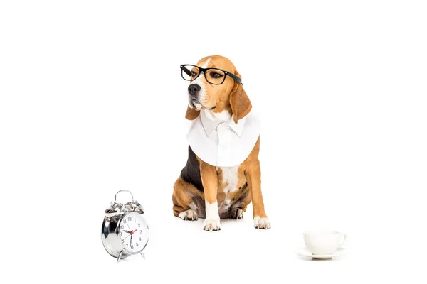 Dog in eyeglasses with clock and cup — Stock Photo