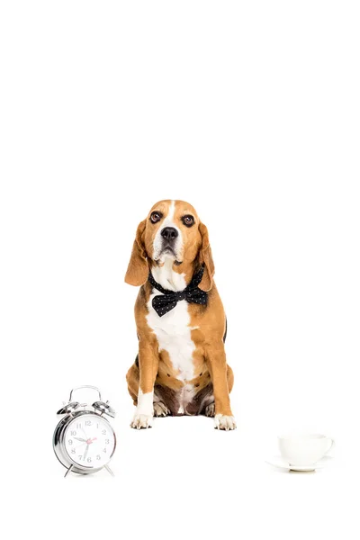 Dog in bow tie with clock and cup — Stock Photo