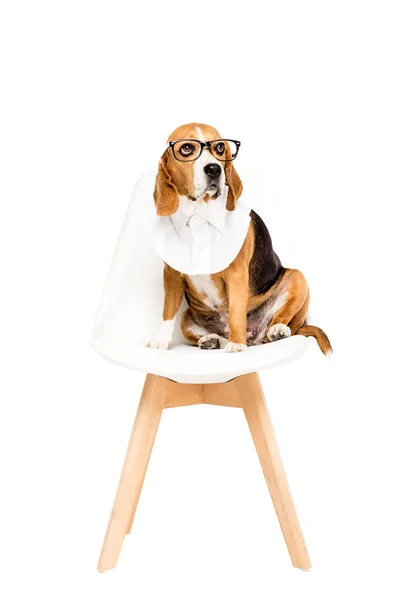 Perro beagle en gafas graduadas - foto de stock