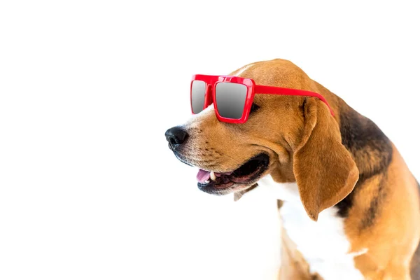 Beagle perro en gafas de sol - foto de stock