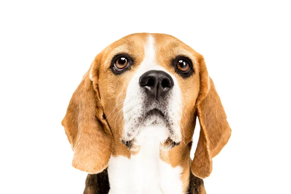 Cute beagle dog — Stock Photo