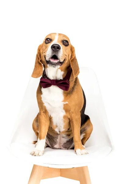 Dog in bow tie — Stock Photo