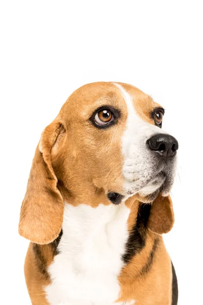 Lindo perro beagle - foto de stock
