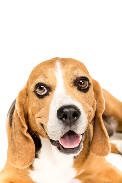 Cute beagle dog — Stock Photo