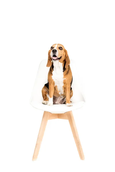 Dog sitting on chair — Stock Photo