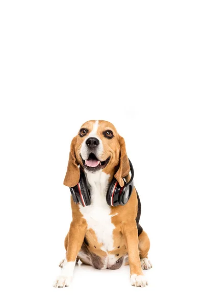 Beagle dog with headphones — Stock Photo