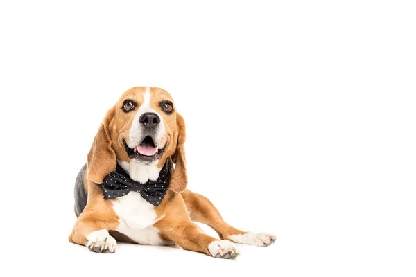 Dog in bow tie — Stock Photo