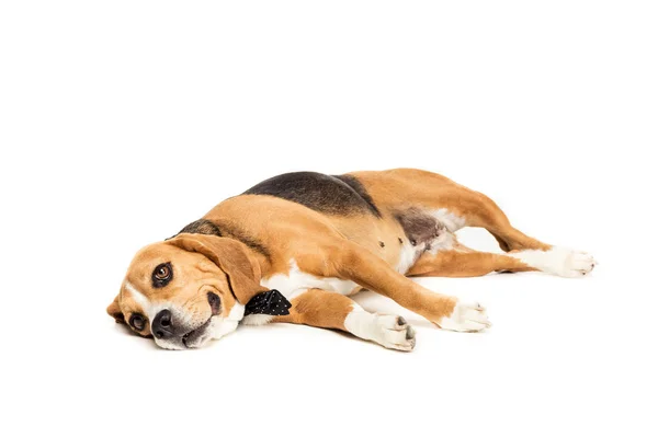 Divertente cane Beagle — Foto stock