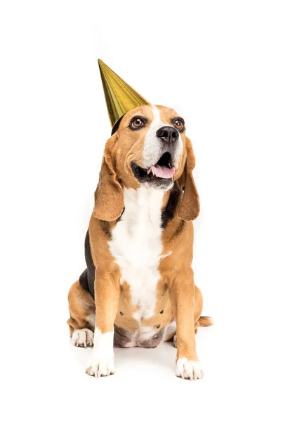 Perro en sombrero de fiesta - foto de stock