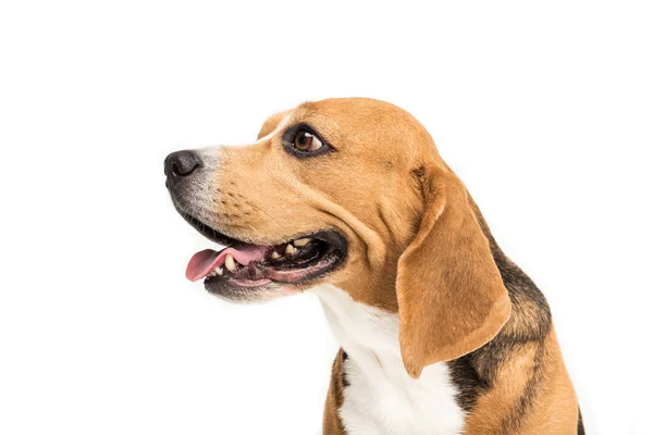 Lindo perro beagle - foto de stock