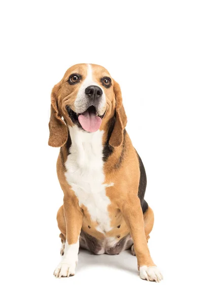 Lindo perro beagle - foto de stock