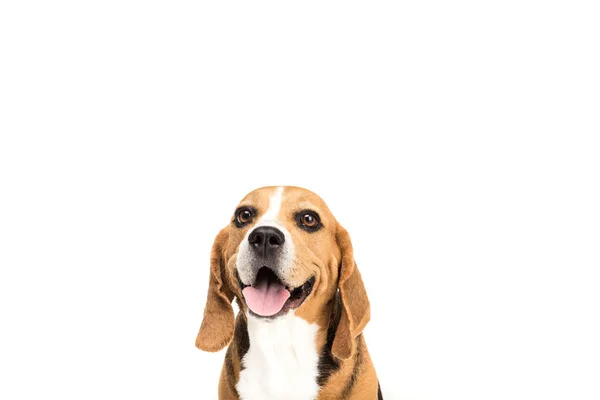 Lindo perro beagle - foto de stock