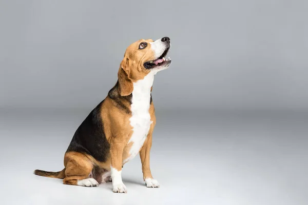 Cute beagle dog — Stock Photo