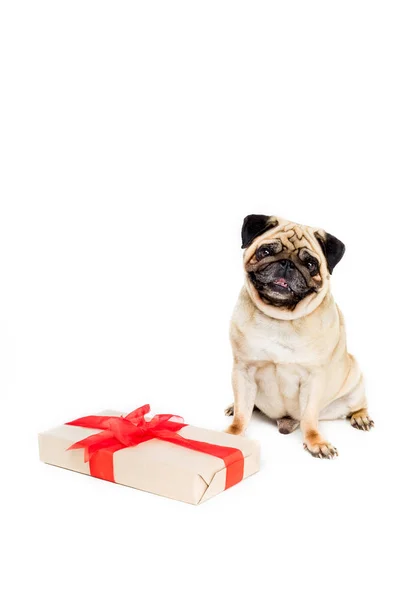 Mops Hund mit Geschenk — Stockfoto