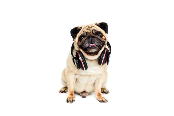 Mops Hund mit Kopfhörer — Stockfoto