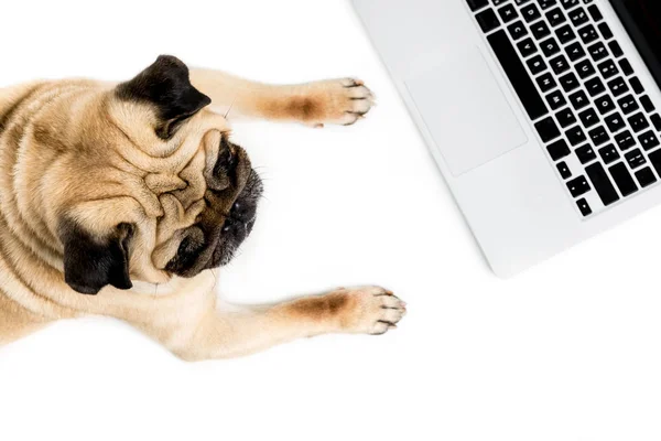 Pug dog with laptop — Stock Photo