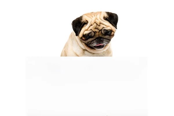 Cão pug com modelo — Fotografia de Stock