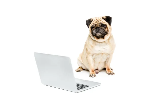 Pug Dog con portátil - foto de stock