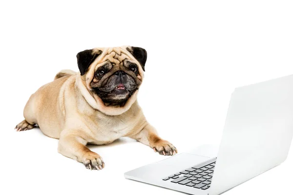 Pug dog with laptop — Stock Photo