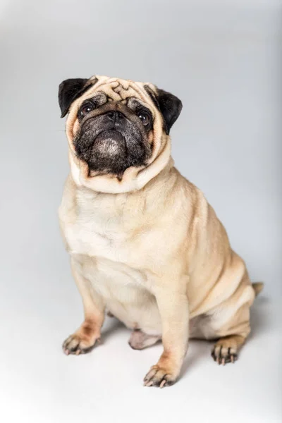 Cute pug dog — Stock Photo