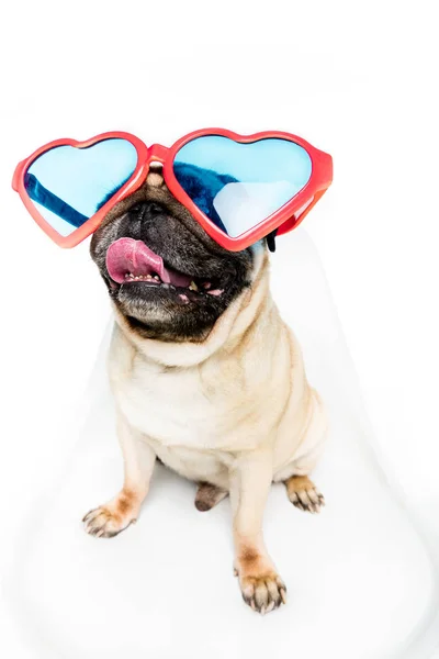 Perro en gafas de sol en forma de corazón - foto de stock