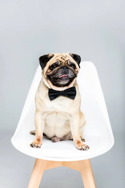 Mops Hund in Fliege — Stockfoto