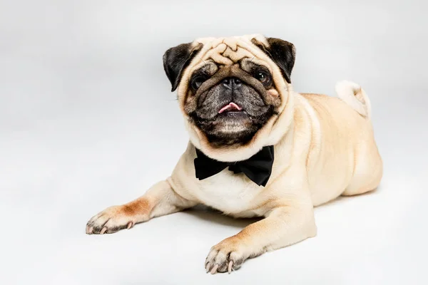 Pug perro en pajarita - foto de stock