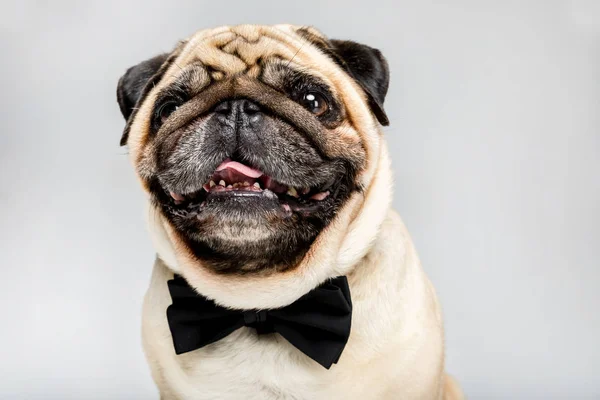 Pug dog in bow tie — Stock Photo