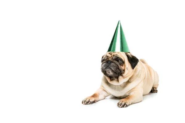 Собака в капелюсі вечірки — стокове фото