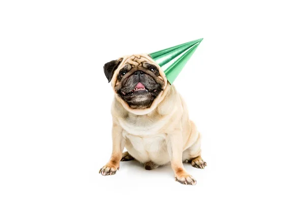 Perro en sombrero de fiesta - foto de stock