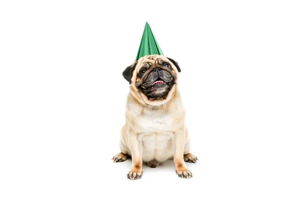 Perro en sombrero de fiesta - foto de stock