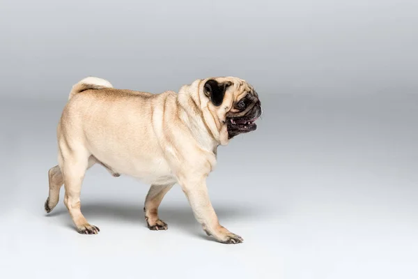 Симпатичная собака-мопс — стоковое фото