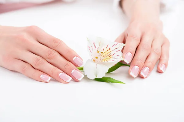 Female hands with flower — Stock Photo