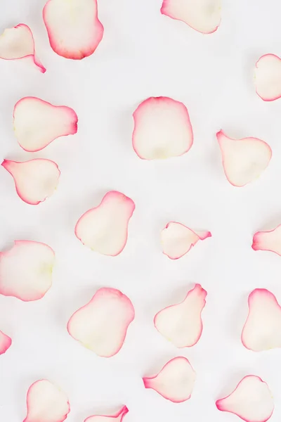 Tender rose petals — Stock Photo