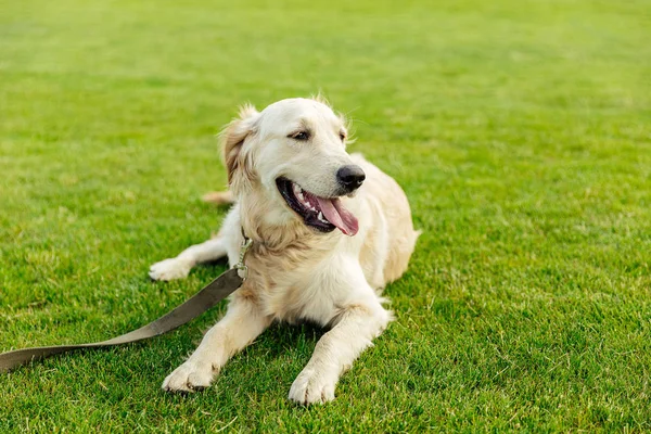 Golden retriever dog on grass — Stock Photo