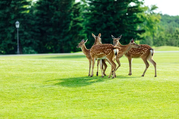 Schöner Hirsch im Park — Stockfoto