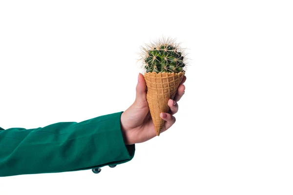 Cactus in waffle cone — Stock Photo