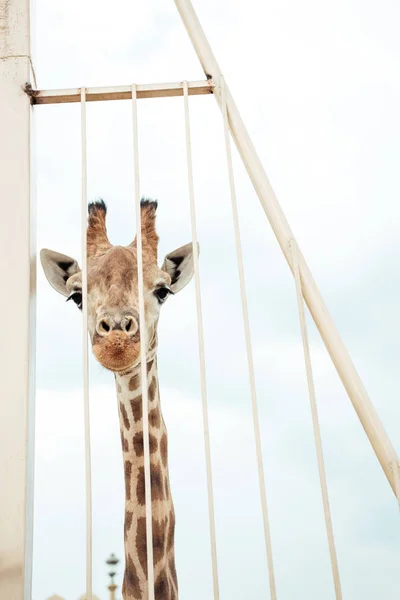 Giraffa — Foto stock