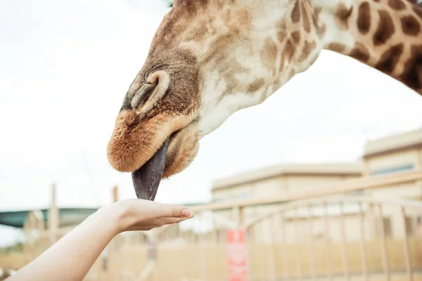 Лижущая рука жирафа — стоковое фото